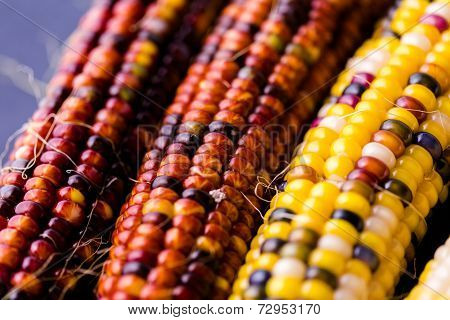 Flint Corn