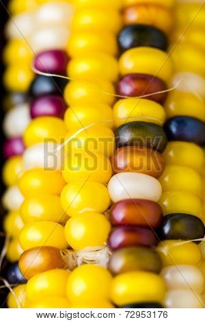 Flint Corn