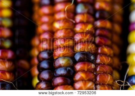 Flint Corn