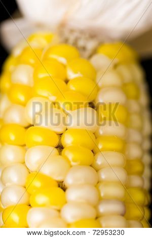 Flint Corn