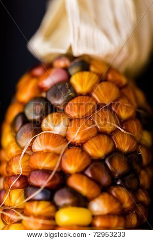 Flint Corn