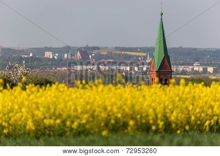 Colza Field