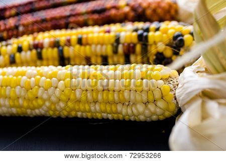 Flint Corn