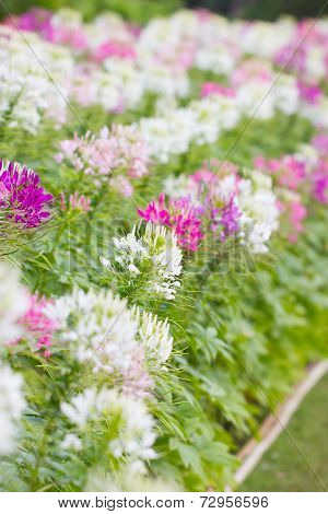 Cleome Spinosa Flowers Field.