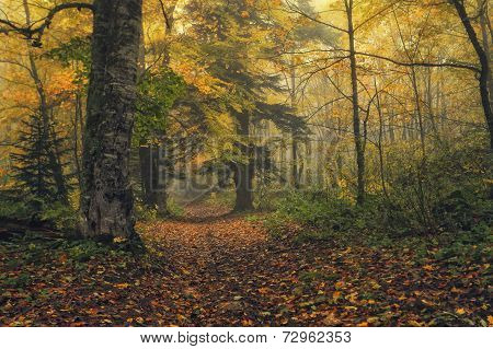Following The Red Riding Hood