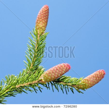 Abete albero coni