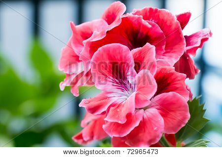 Red flowers close up on a garden