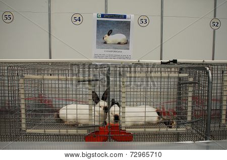 Rabbits Pens