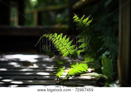 Fern Leaves