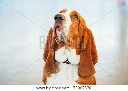 White And Brown Basset Hound Dog Close Up Portrait