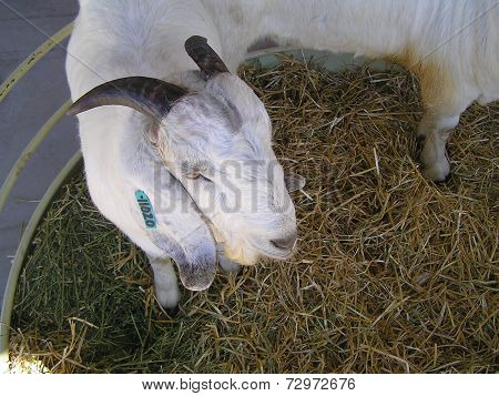 Goat