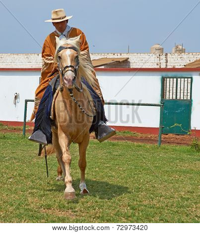 Paso Horse and Rider