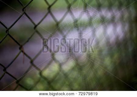 Cobweb