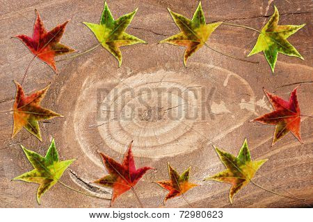 multicolored leaves on the wood