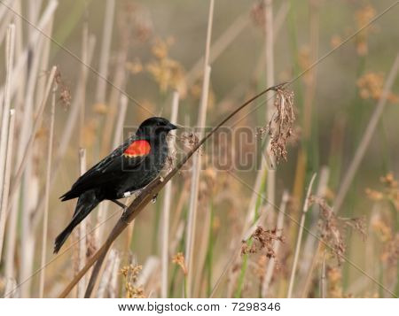 레드-날개 달린 찌 르 레 기 (agelaius Phoeniceus)