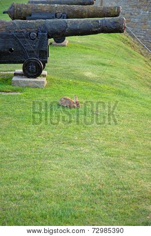 Old Cannons With Rabbit In Kalmar Castle, Sweden