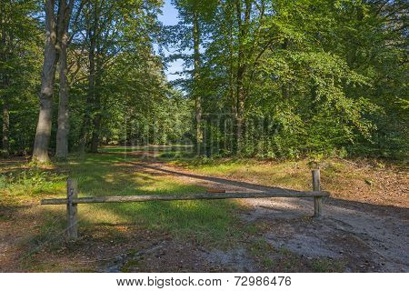 Path through a forest in autumn