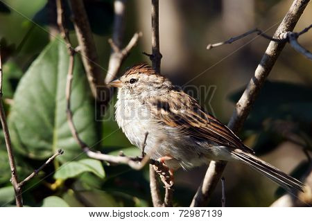 Chipping Sparrow