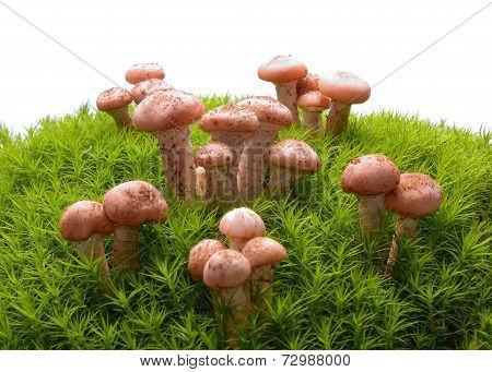 Honey agaric mushrooms