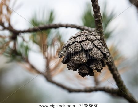 Branch With Cones