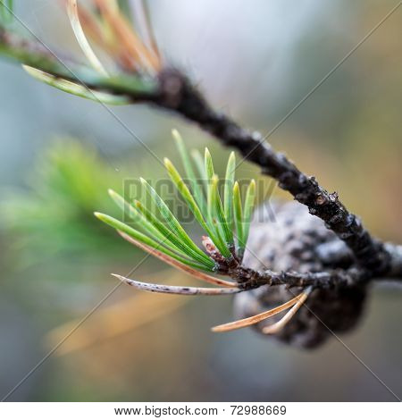 Branch With Cones
