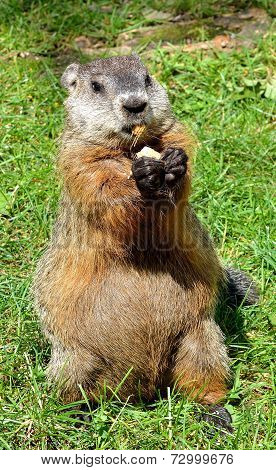 Ground Hog