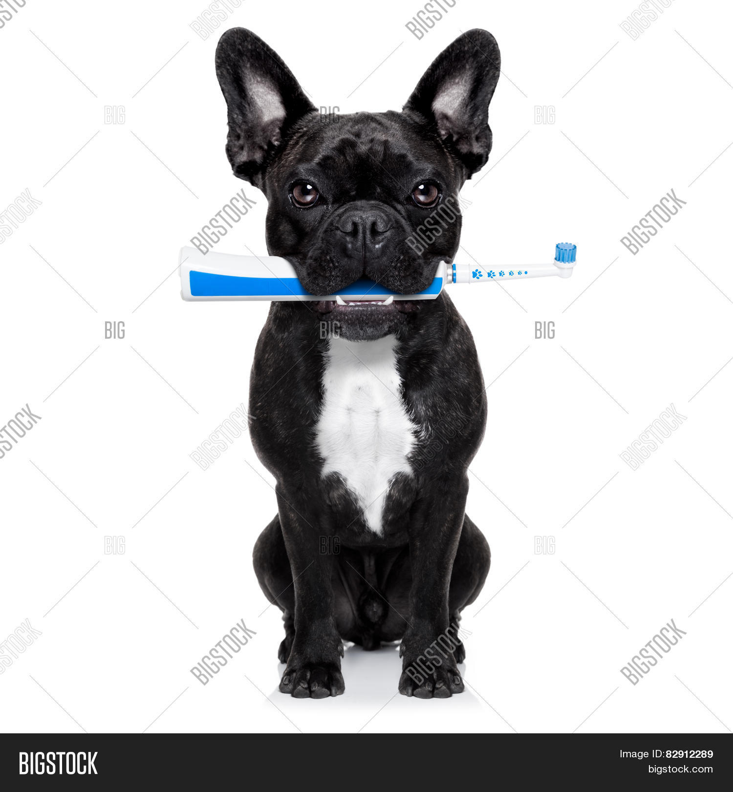 Toothbrush Dog Image & Photo (Free Trial) Bigstock