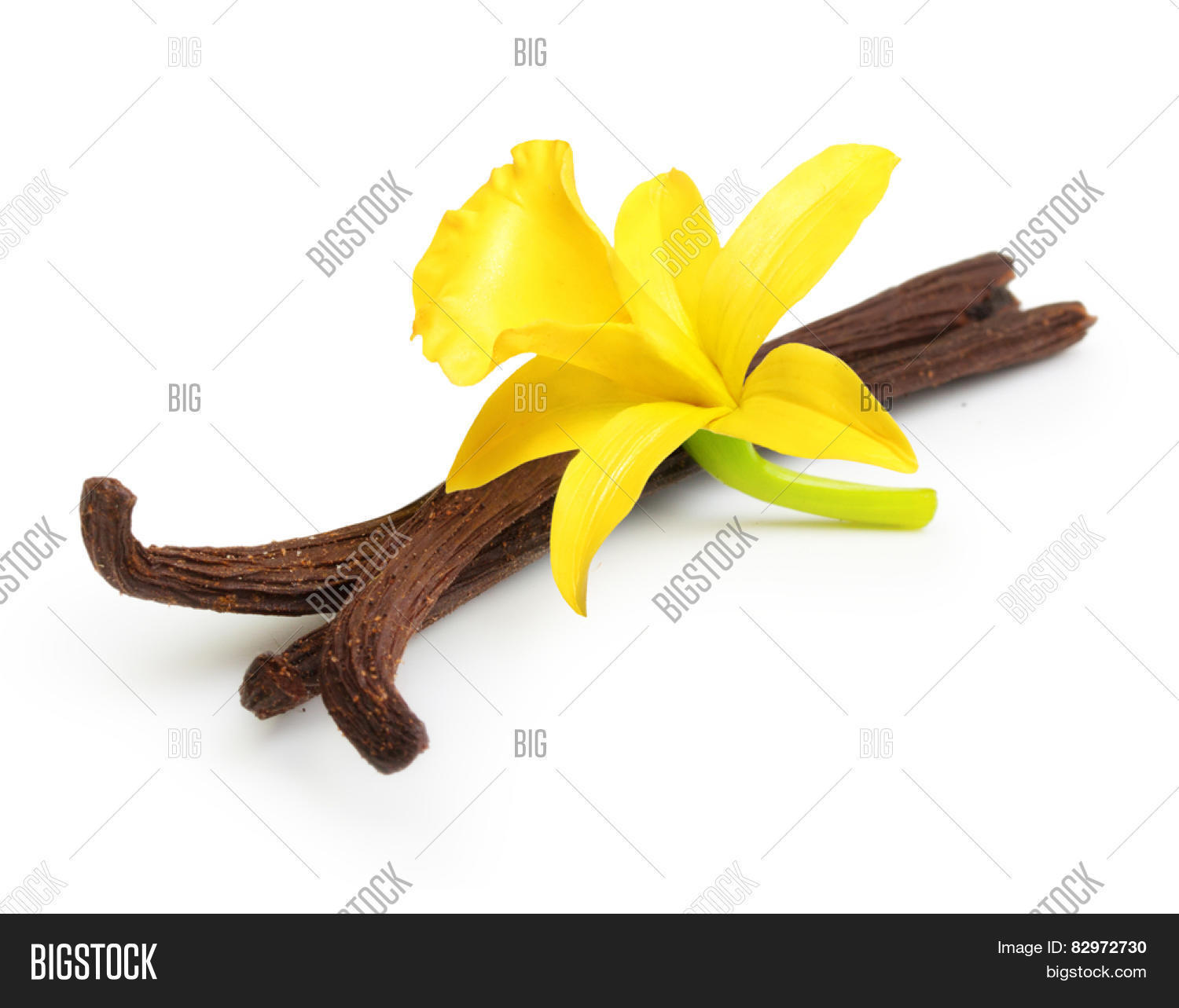 ванилин vn-107. веточка ванили. цветок ванили и печенья на белом фоне. ваниль вектор. таитянская ваниль.