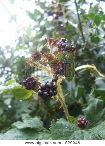 Blackberries