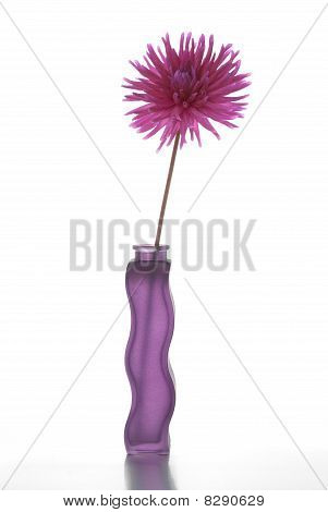 Única flor roxa de Dalia