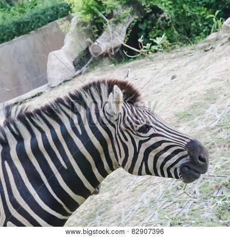 zebra