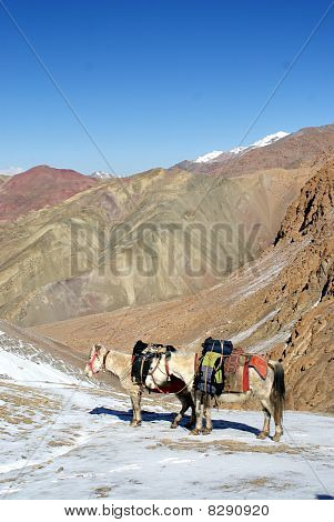 burros