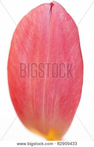Close Up Of One Tulip Petal
