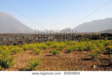Gandules Crop