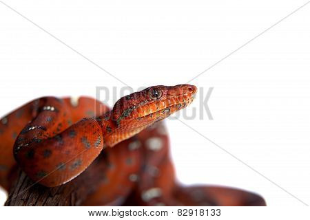 Emerald tree boa, 2 days old, isolated on white