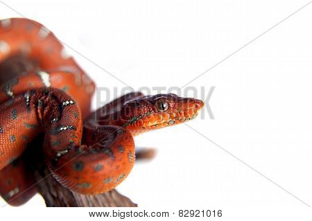 Emerald tree boa, 2 days old, isolated on white