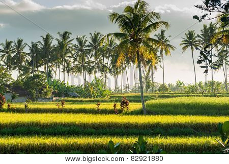 Sunset over rice field