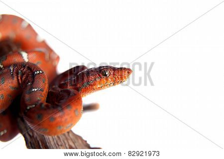 Emerald tree boa, 2 days old, isolated on white