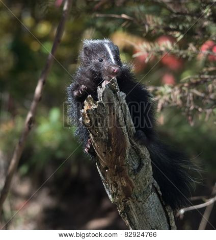 baby skunk