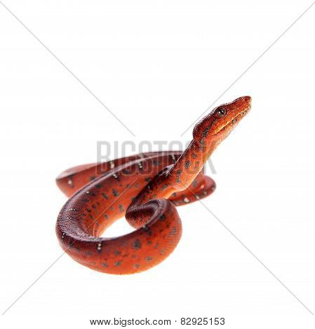 Emerald tree boa, 2 days old, isolated on white