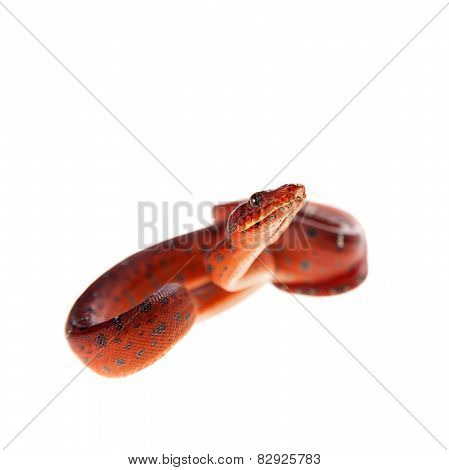 Emerald tree boa, 2 days old, isolated on white