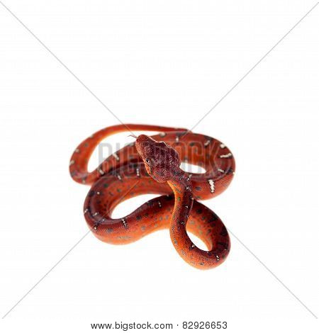 Emerald tree boa, 2 days old, isolated on white