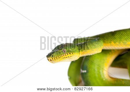 Emerald tree boa isolated on white background