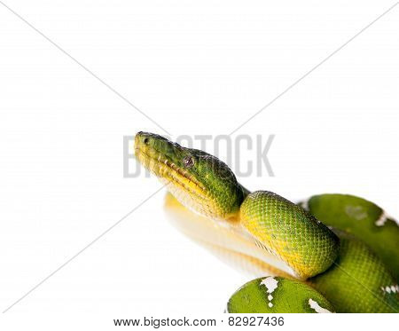 Emerald tree boa isolated on white background