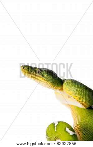 Emerald tree boa isolated on white background