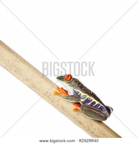 Red eyed tree frog at night on white background