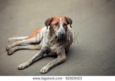 Sad dog