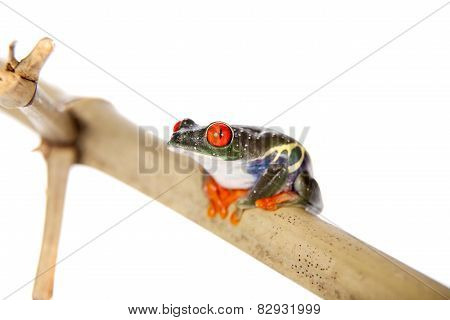 Red eyed tree frog at night on white background