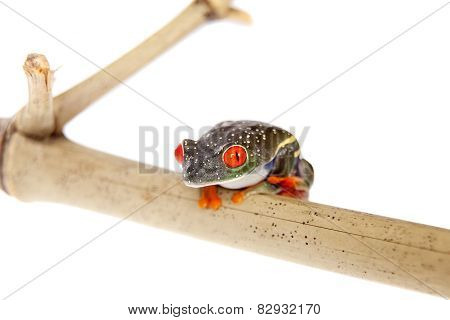 Red eyed tree frog at night on white background
