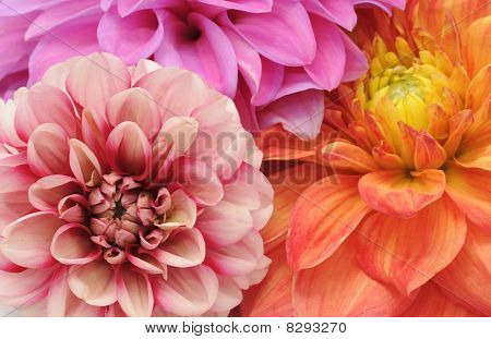 Güzel Dahlias